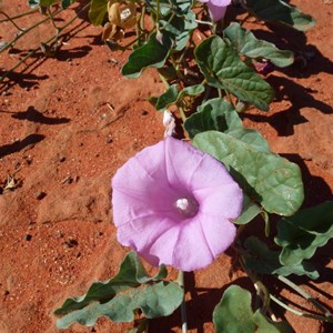 Poison Morning Glory
