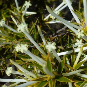 Common Pinheath