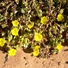 Purslane, Pigweed