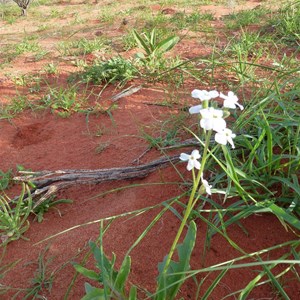 Wild Tobacco or Rosetted Tobacco