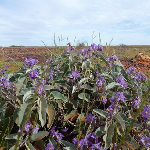 Bush Tomato