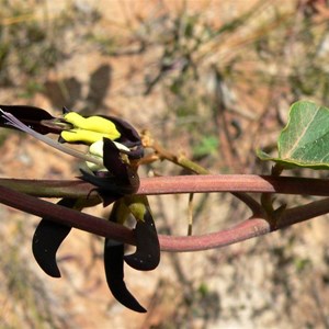Black Kennedia or Black Coral Pea