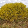 Umbrella Bush, Sandhill Wattle