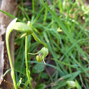 Nodding greenhood Orchid