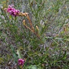 Grevillea quercifolia