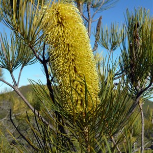 Pine Banksia