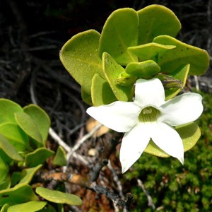 Sticky Tailflower, Sticky Rayflower