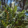 Bull Banksia
