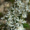 Daisybush