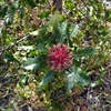 Holly-leaved Banksia