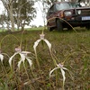 Stark White Spider Orchid.