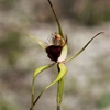Scott River Spider Orchid