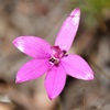 Pink Enamel Orchid