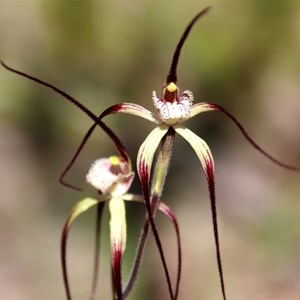 Chapmans spider orchid