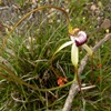 Giant spider orchid