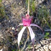 Cherry spider orchid.