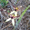 Leaping Spider Orchid
