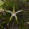 Pendant spider orchid 