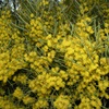 Whirrakee Wattle  (Acacia williamsonii)