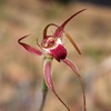 Rusty Spider Orchid