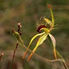 Club-lipped spider orchid.