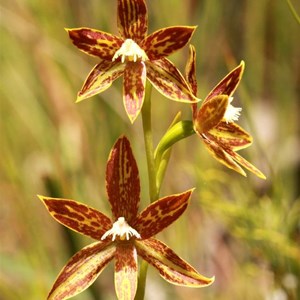 Chestnut Sun Orchid