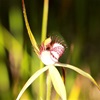 White Spider Orchid