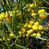 Coastal Wattle