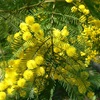 Green Wattle, Acacia decurrens