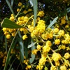 Summer-scented Wattle