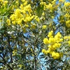 Silver Wattle