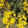 Knife-leaf wattle - Acacia cultriformis