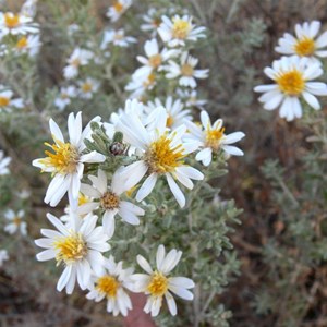 Daisybush
