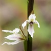 Yawning Leek Orchid.