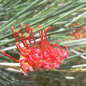 Red Toothbrushes