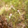 Lodges spider orchid