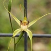 Bussells Spider Orchid
