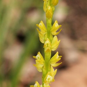 Tall Leek, Snake or Piano Orchid 