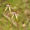 Island Point Spider Orchid