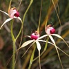 Spider Orchid Hybrid