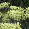 Heath - Oligarrhena micrantha