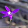 Glossodia spp or Cockatoo or waxlip orchid
