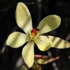 Lemon Scented Sun Orchid