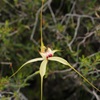 Margaret River Spider Orchid hybrid