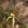 Margaret River Spider Orchid