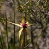 Funnelweb Spider Orchid