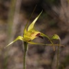 Funnel Web orchid hybrid  