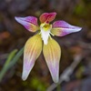 Cowslip Orchid Hybrid