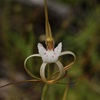 Cossack Spider Orchid