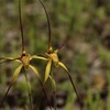Mustard Orchid
